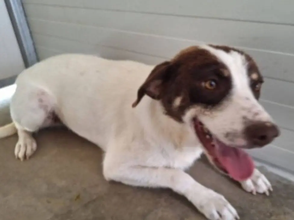 Adozione cane, maschio, Razza sconosciuta Razza sconosciuta, 3 anni e 1 mese, taglia media contenuta, Cosenza