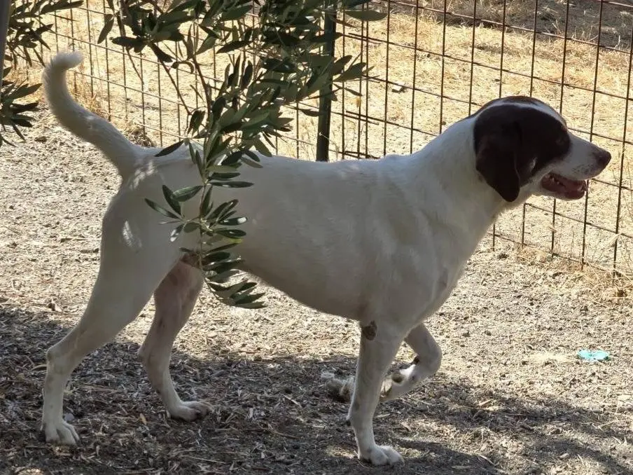 Vuoi adottare un cane a Cosenza?