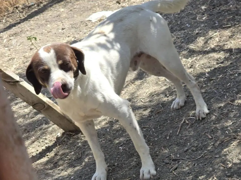Adotta un cane, maschio, 3 anni e 1 mese, Cosenza
