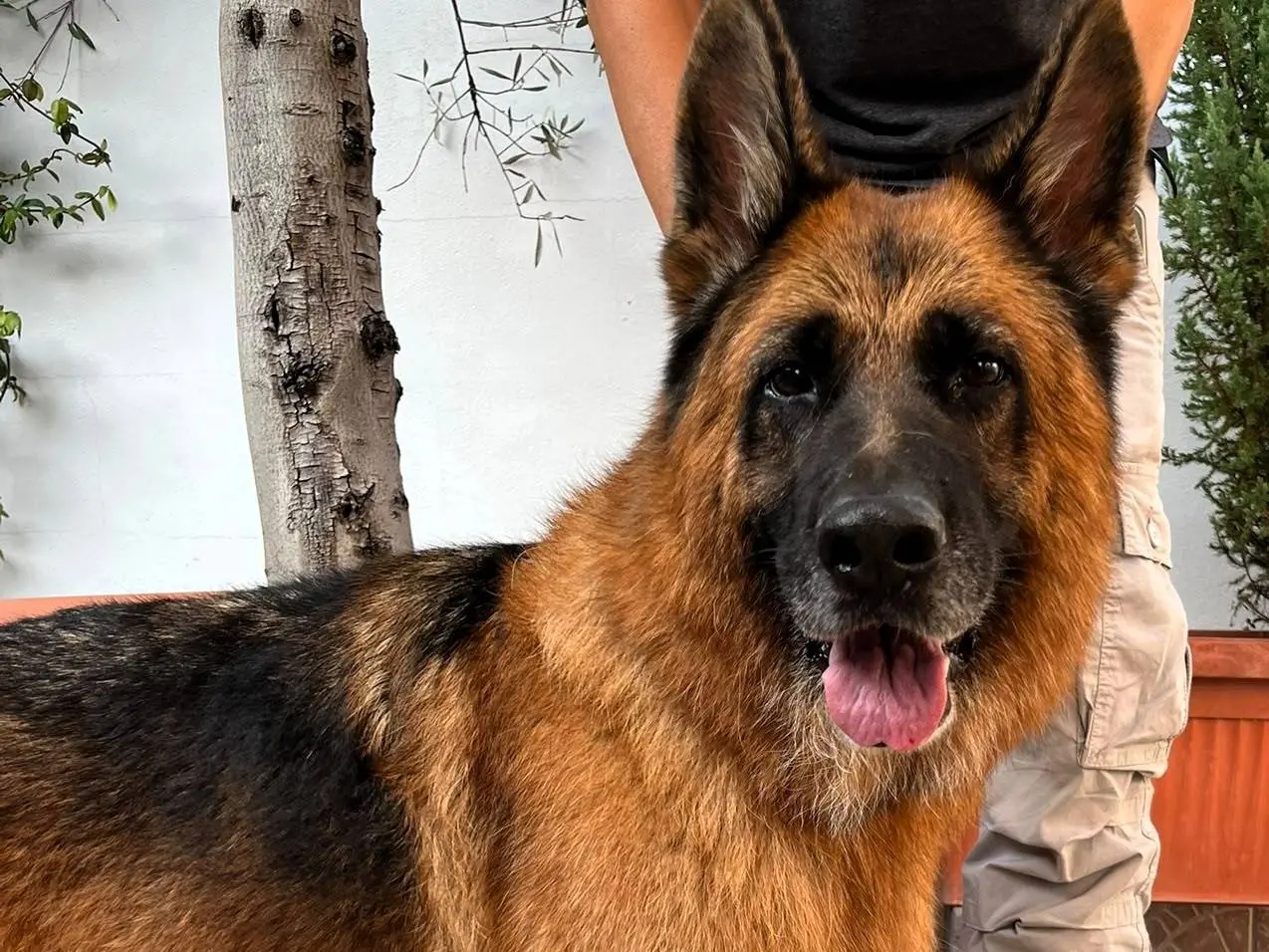 Adotta un cane, maschio, 9 anni e 8 mesi, Milano