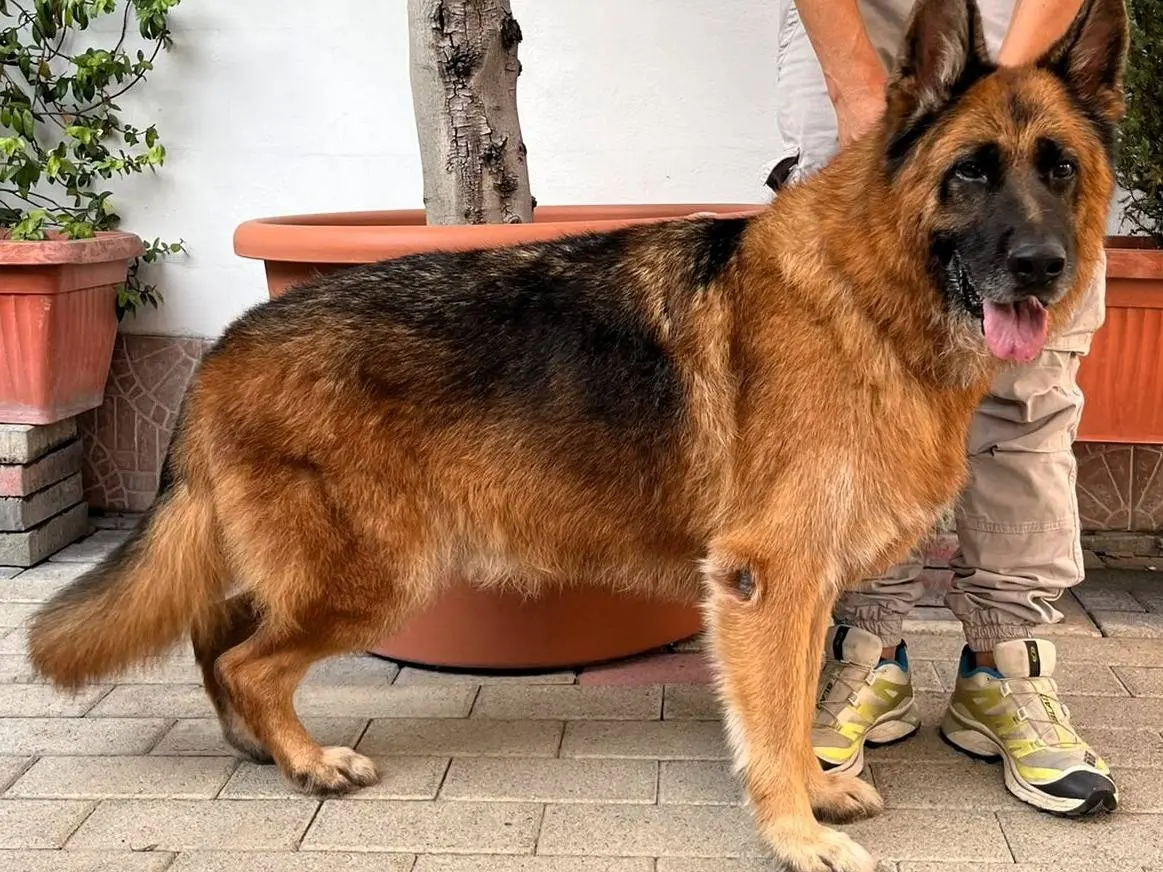 Adozione cane, maschio, Razza sconosciuta Razza sconosciuta, 9 anni e 8 mesi, taglia grande, Milano