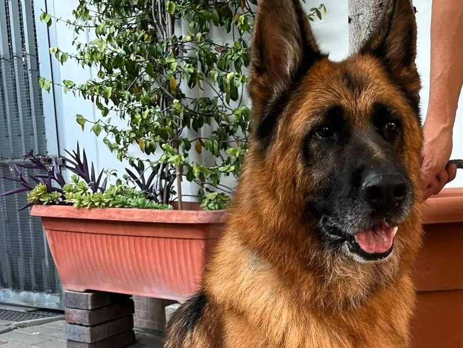 Adotta un cane, taglia grande, maschio, Milano