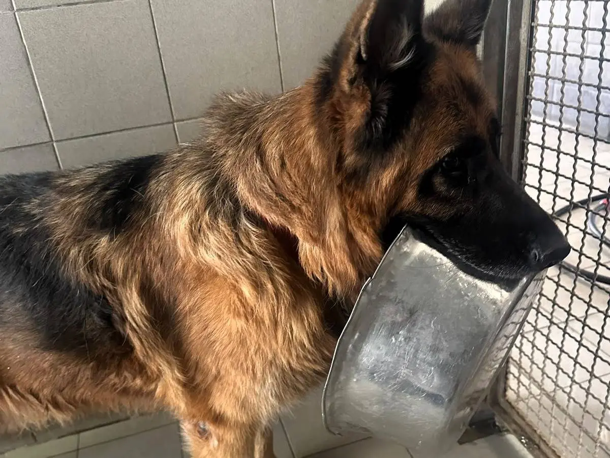 Adotta il cane IBRA a Milano