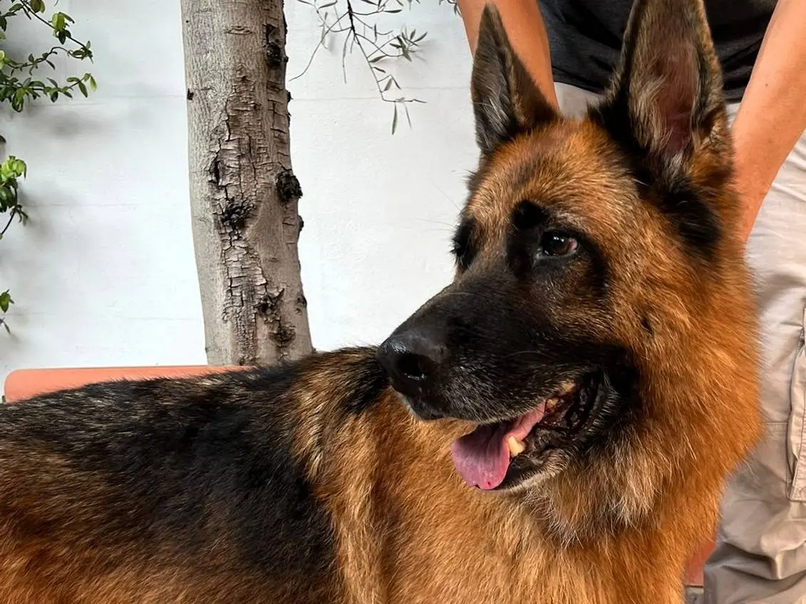 Vuoi adottare un cane a Milano?