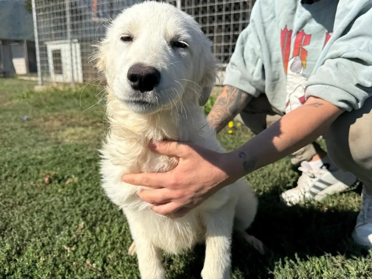 Foto 1 dell'animale