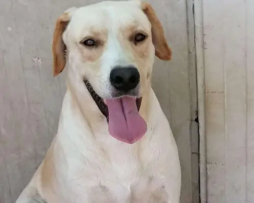 Adotta il cane Athos a Napoli