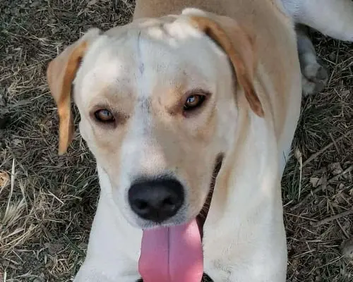 Vuoi adottare un cane a Napoli?