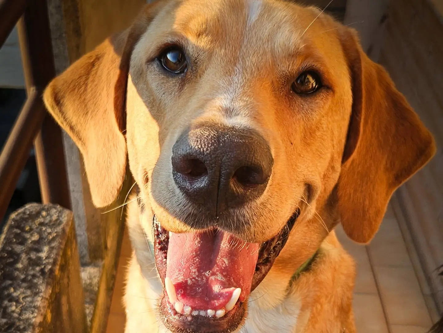 Adozione cane, maschio, Labrador Retriever Segugio, 2 anni e 11 mesi, taglia gigante, Siena