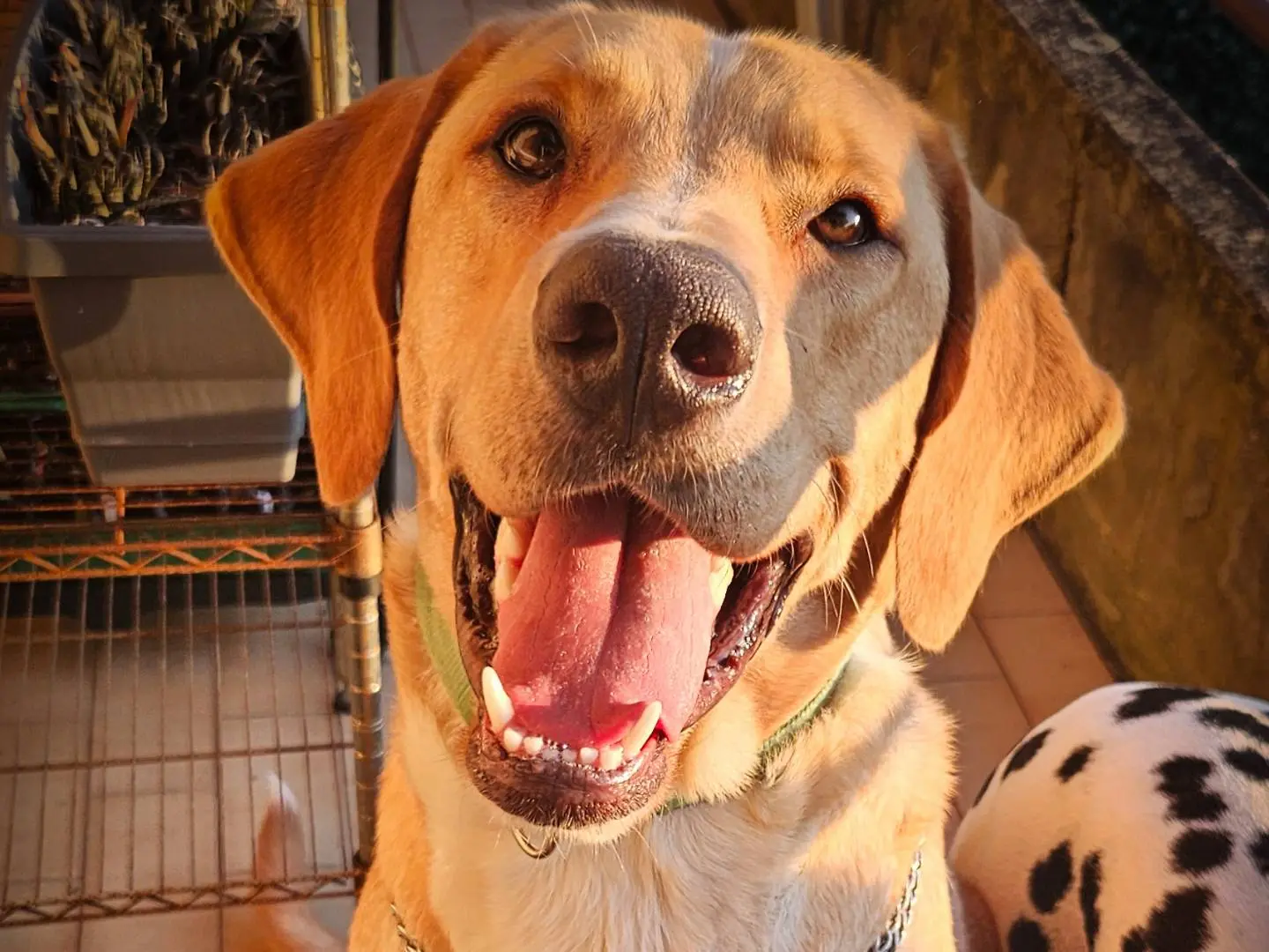 Adotta un cane, maschio, 2 anni e 11 mesi, Siena