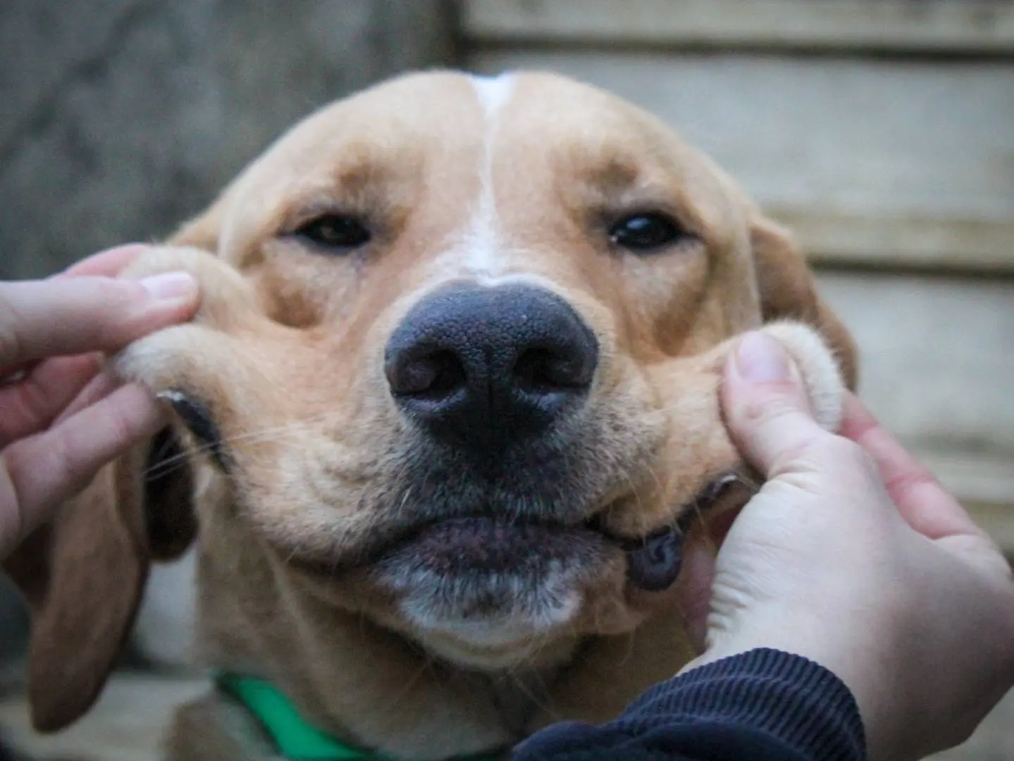 Adotta il cane Geggè a Siena