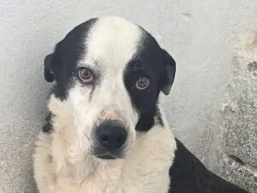 Adozione cane, maschio, Razza sconosciuta Razza sconosciuta, 4 anni e 9 mesi, taglia media contenuta, Crotone