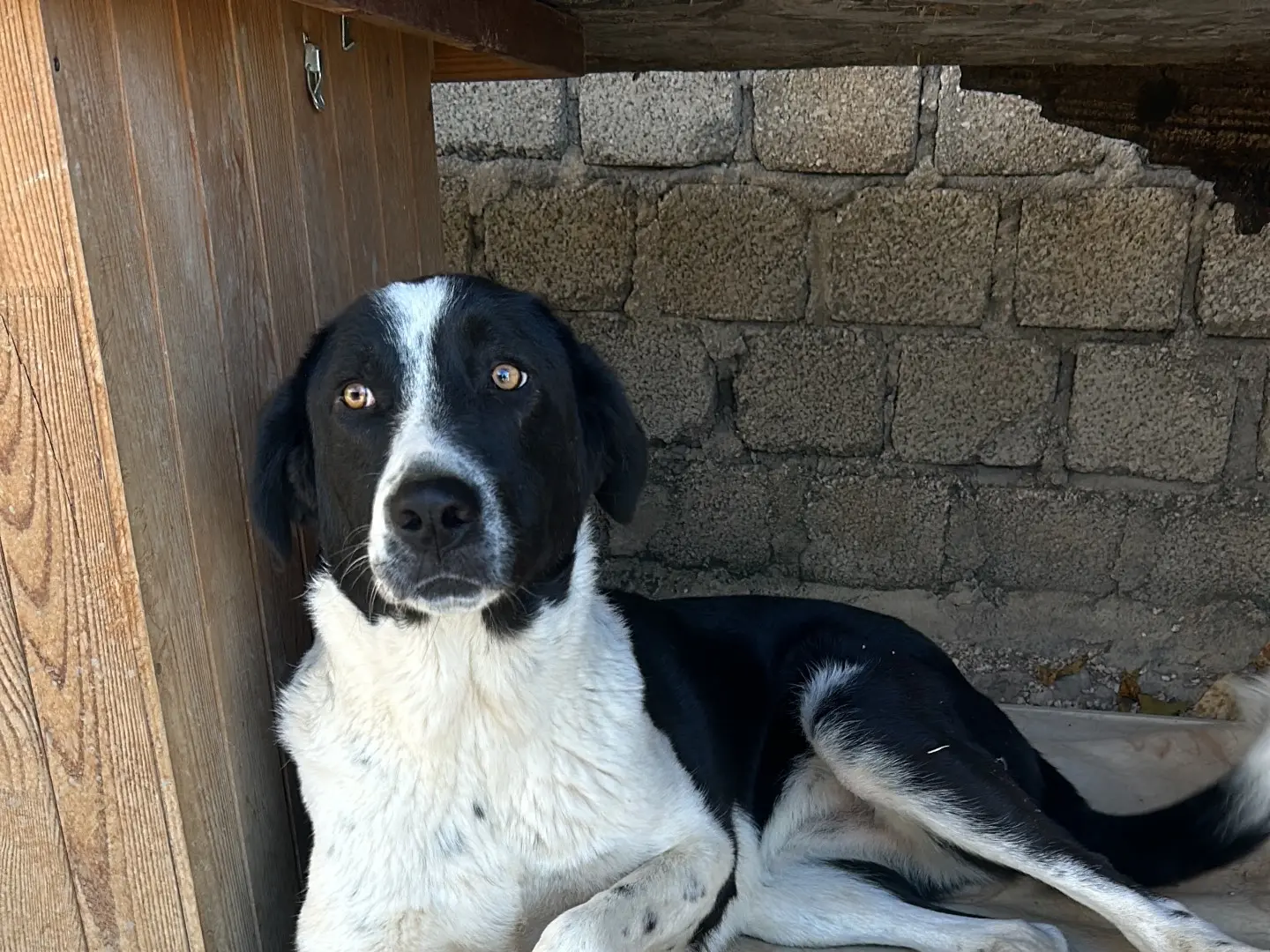 Foto 1 dell'animale