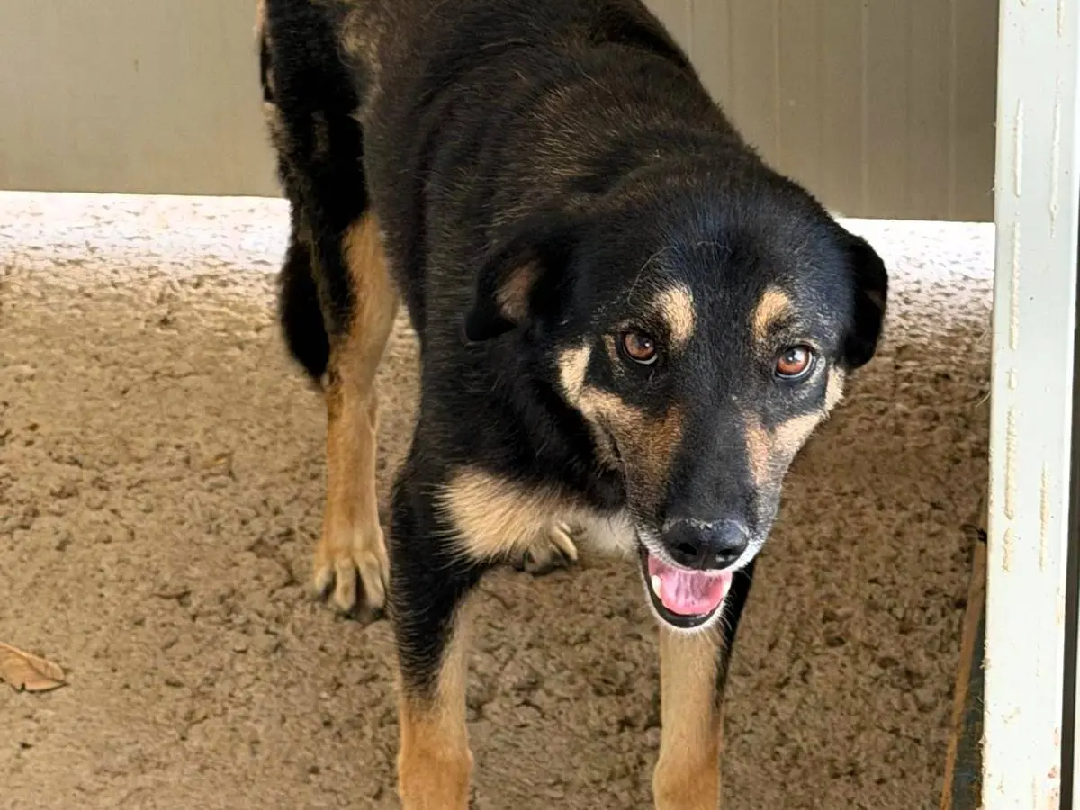 Adozione cane, maschio, Razza sconosciuta Razza sconosciuta, 4 anni e 10 mesi, taglia media, Sassari