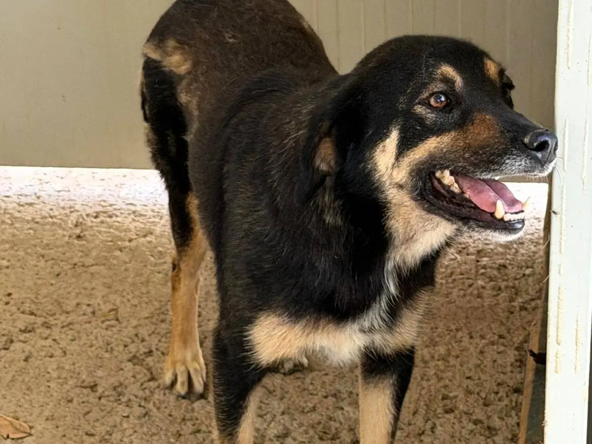 Adotta un cane, maschio, 4 anni e 10 mesi, Sassari