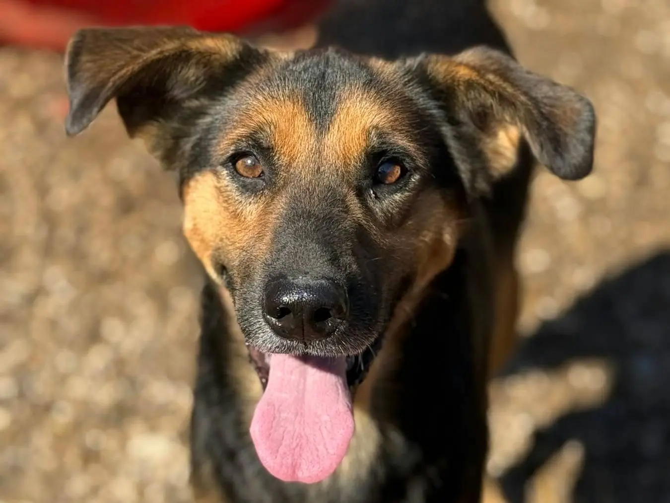Adozione cane, maschio, Razza sconosciuta Razza sconosciuta, 4 anni e 9 mesi, taglia media, Firenze