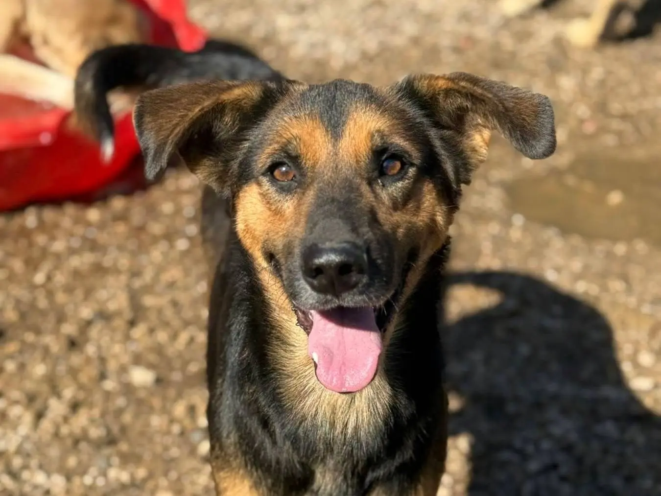 Adotta un cane, taglia media, maschio, Firenze