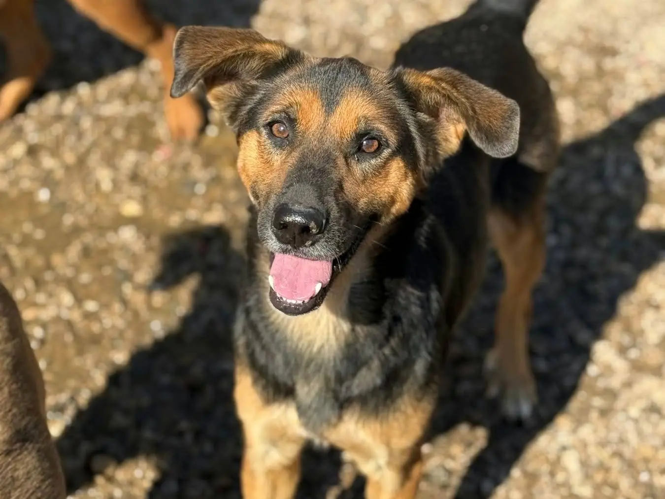 Adotta il cane FIEVEL a Firenze