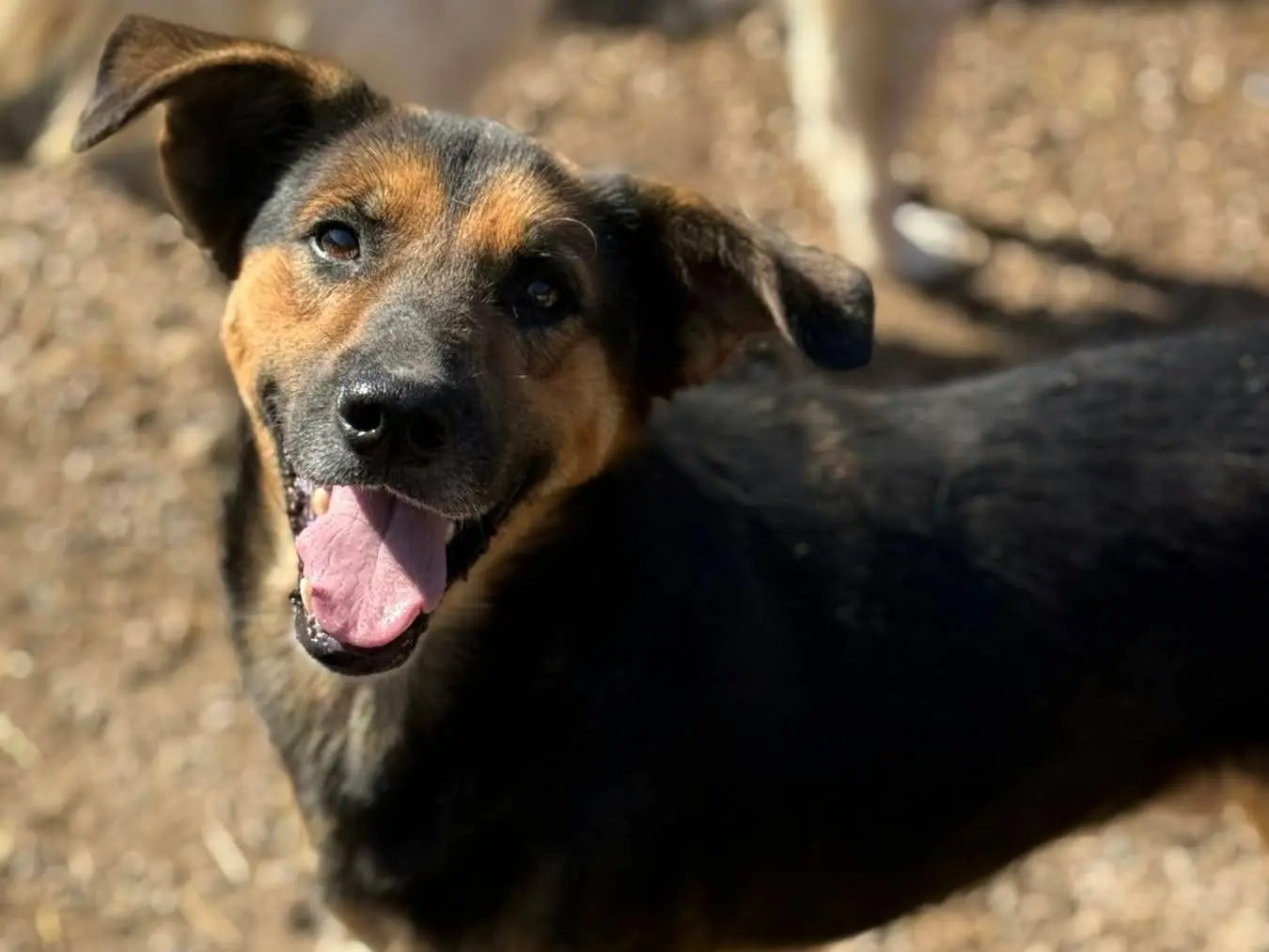 Adotta un cane, maschio, 4 anni e 9 mesi, Firenze