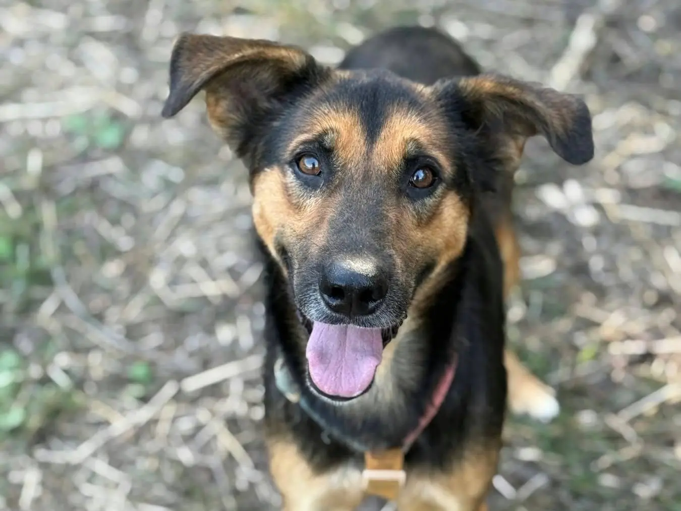 Vuoi adottare un cane a Firenze?