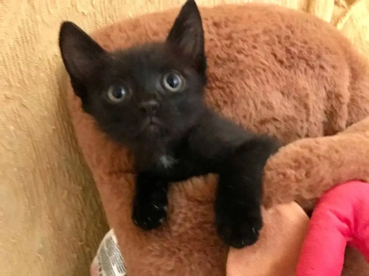 Adozione gatto, femmina, Razza sconosciuta Razza sconosciuta, 2 mesi, taglia non valida, Teramo