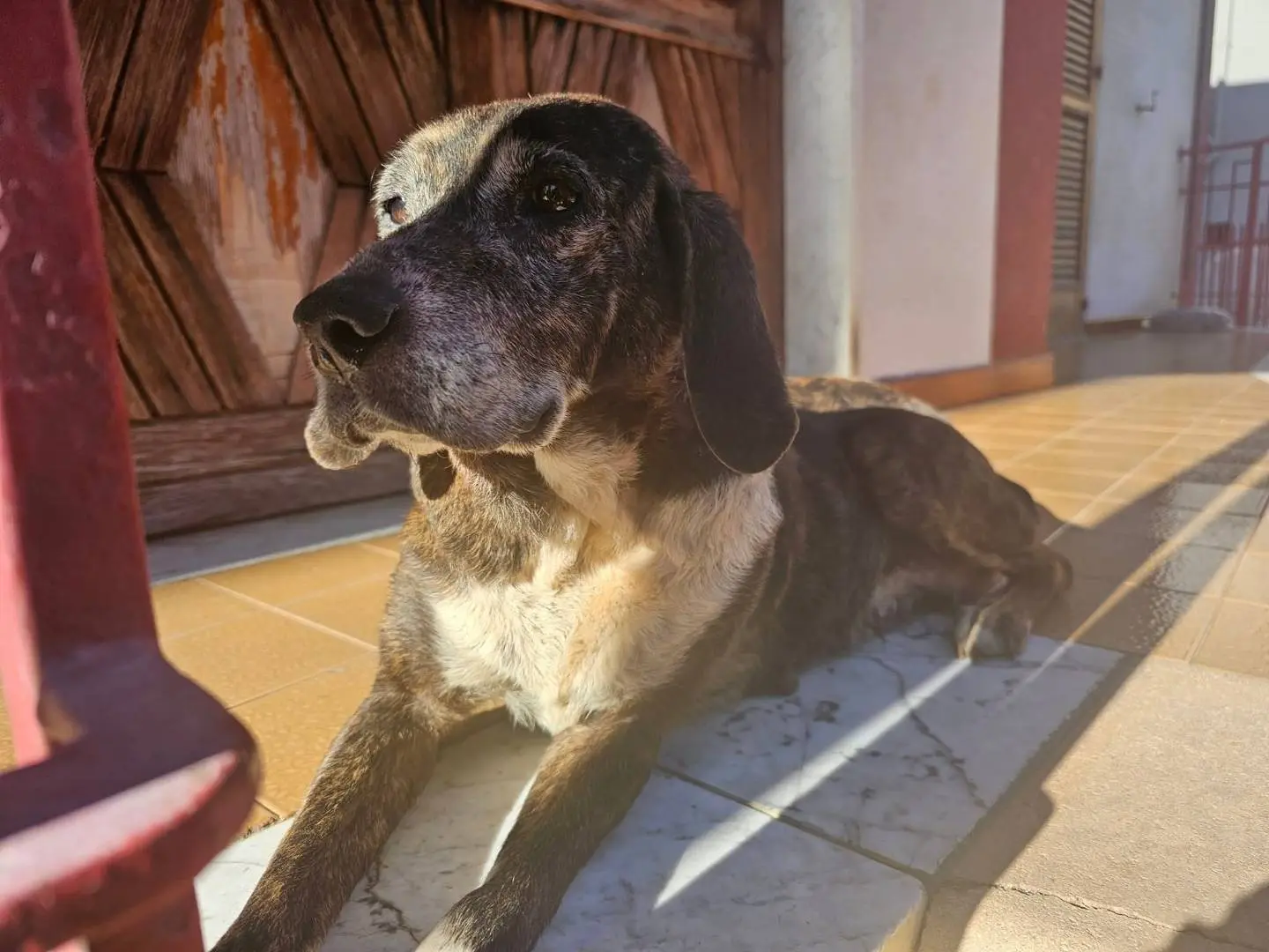Adozione cane, femmina, Segugio Razza sconosciuta, 10 anni e 5 mesi, taglia media, Avellino