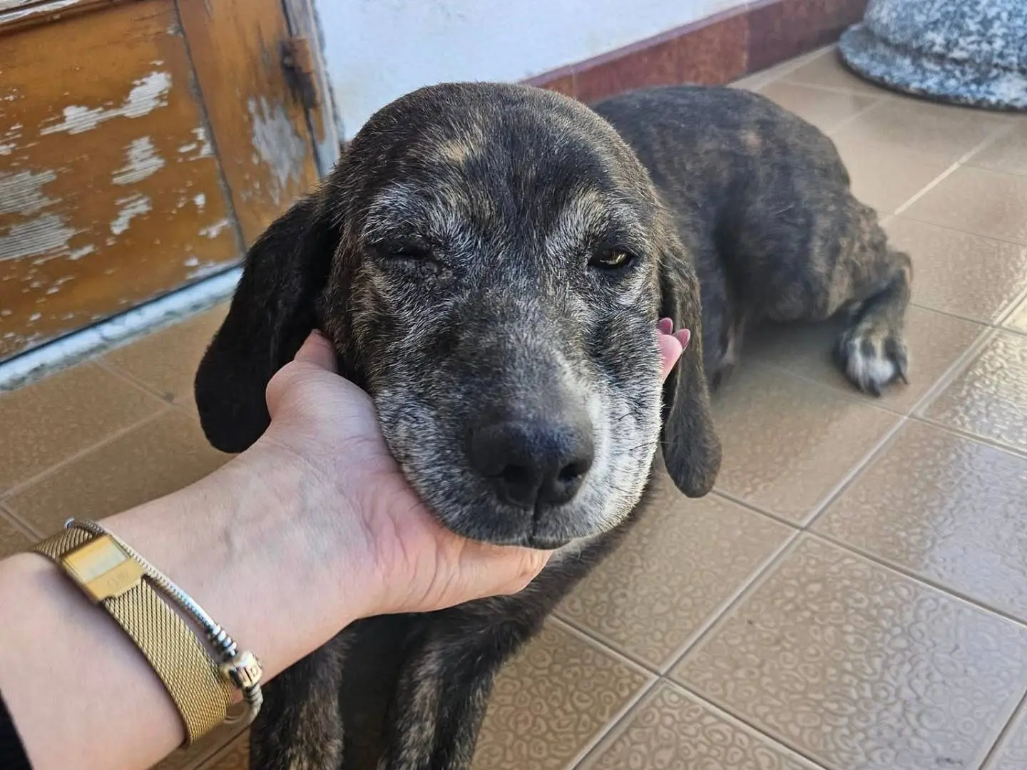 Adotta un cane, femmina, 10 anni e 5 mesi, Avellino
