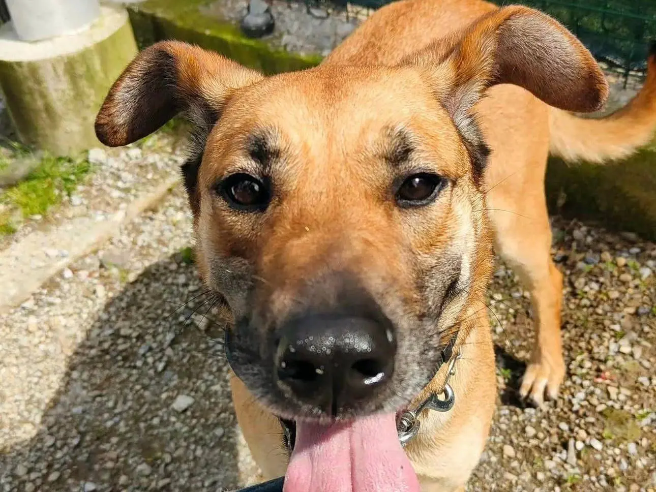 Adozione cane, femmina, meticcio, 5 anni e 9 mesi, taglia media, Genova