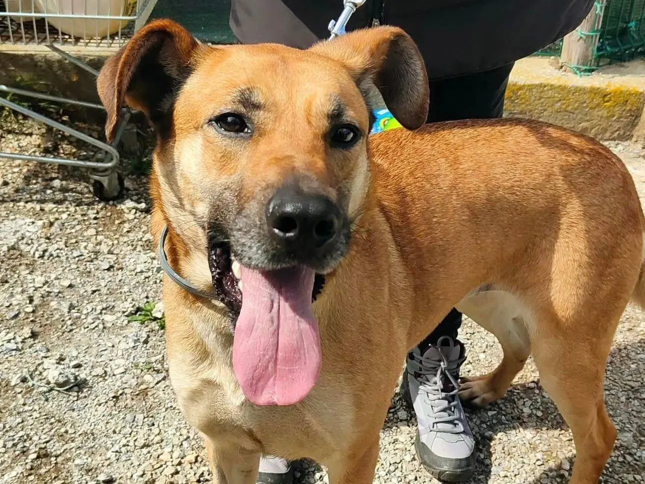 Adotta un cane, femmina, 5 anni e 9 mesi, Genova