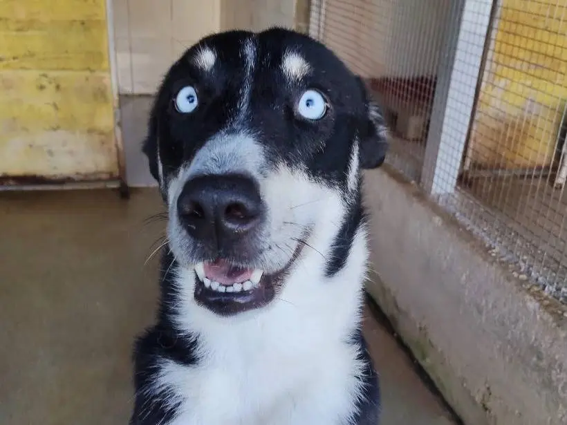 Adozione cane, femmina, Razza sconosciuta Razza sconosciuta, 2 anni e 5 mesi, taglia media contenuta, Latina