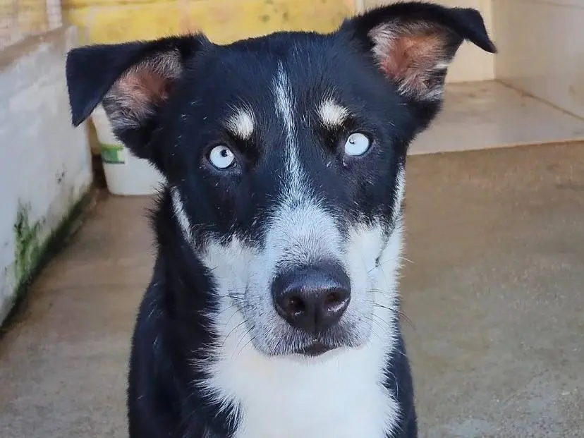 Adotta un cane, femmina, 2 anni e 5 mesi, Latina