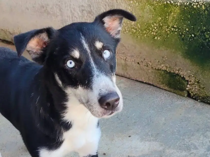 Adotta un cane, taglia media contenuta, femmina, Latina