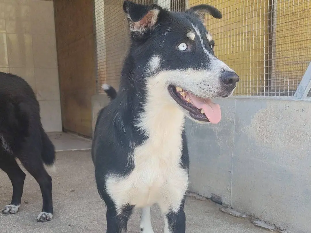 Vuoi adottare un cane a Latina?