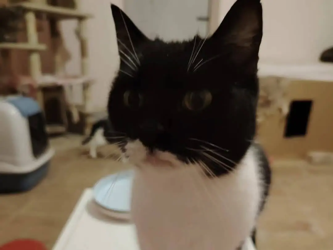 Adozione gatto, femmina, Razza sconosciuta Razza sconosciuta, 14 anni, taglia non valida, Chieti