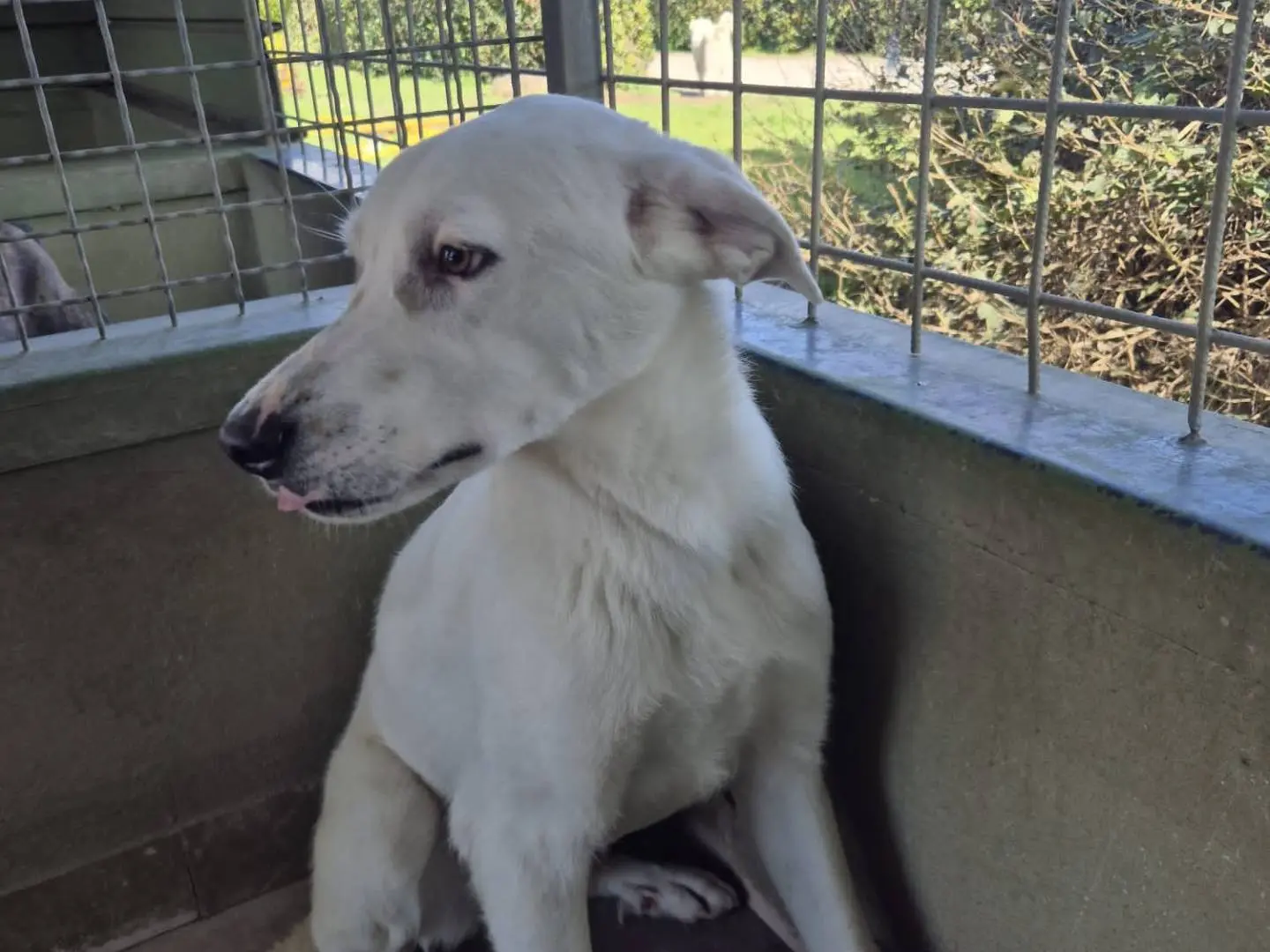 Adotta un cane, maschio, 1 anno e 4 mesi, Napoli