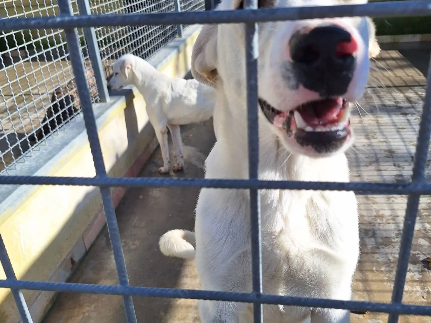 Adotta un cane, taglia grande, maschio, Napoli