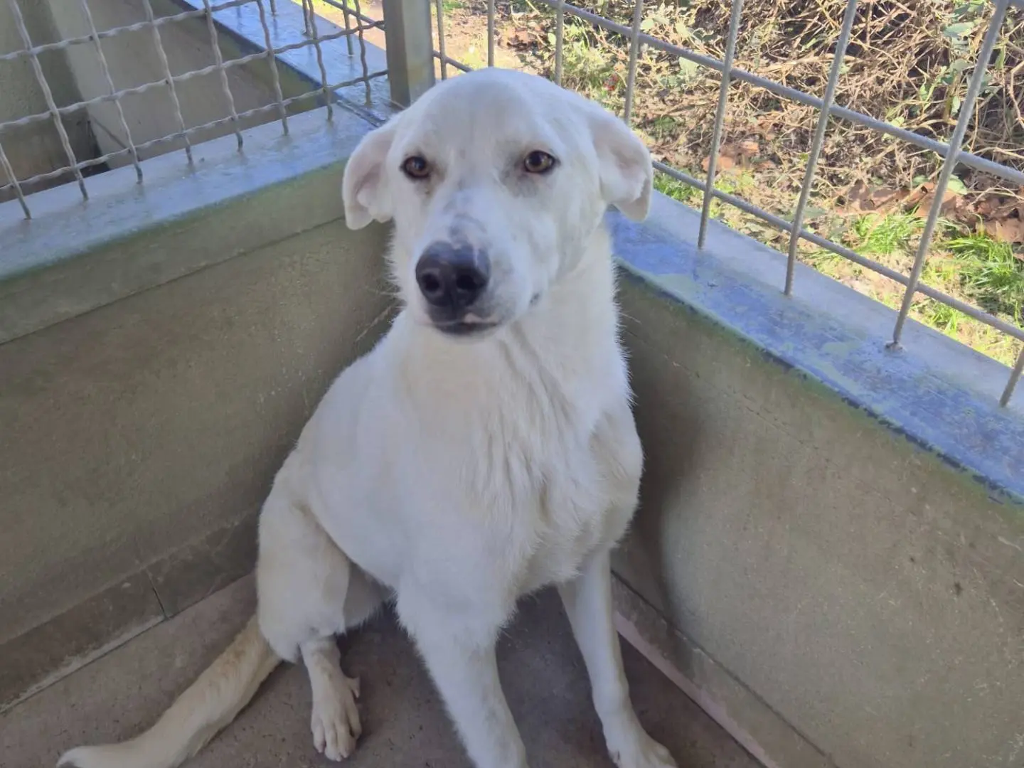 Adozione cane, maschio, Razza sconosciuta Razza sconosciuta, 1 anno e 4 mesi, taglia grande, Napoli