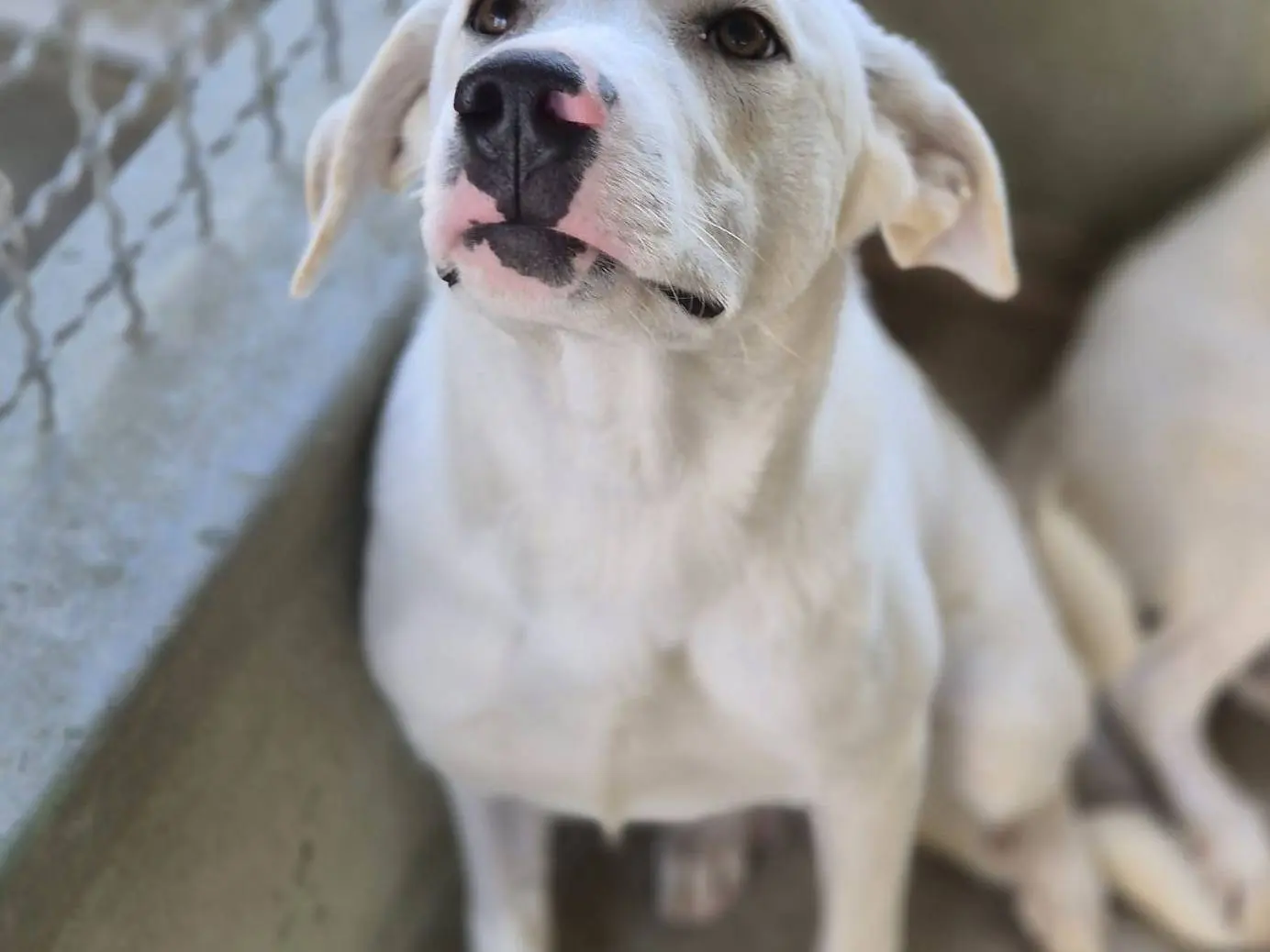 Vuoi adottare un cane a Napoli?