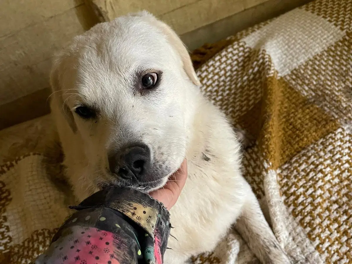 Adotta un cane, maschio, 2 anni e 5 mesi, Lucca