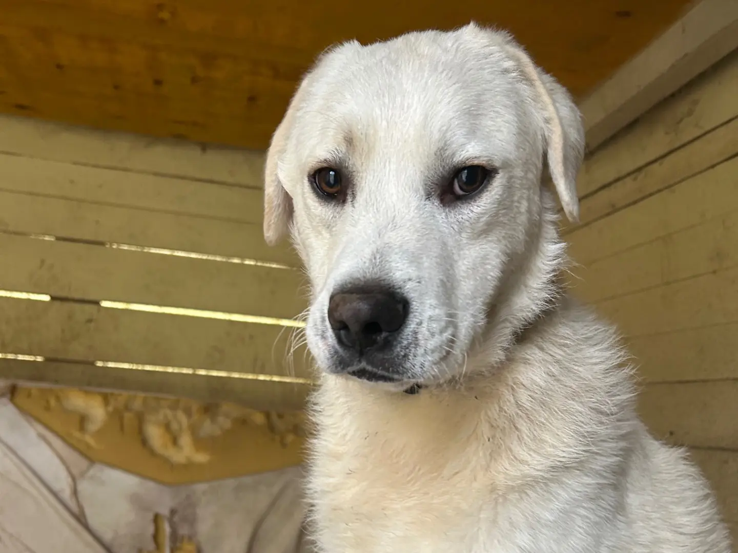 Adozione cane, maschio, Razza sconosciuta Razza sconosciuta, 2 anni e 5 mesi, taglia grande, Lucca
