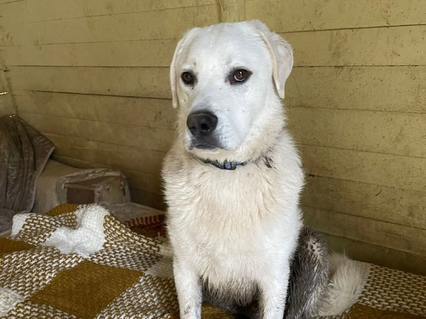 Adotta il cane Ugo a Lucca