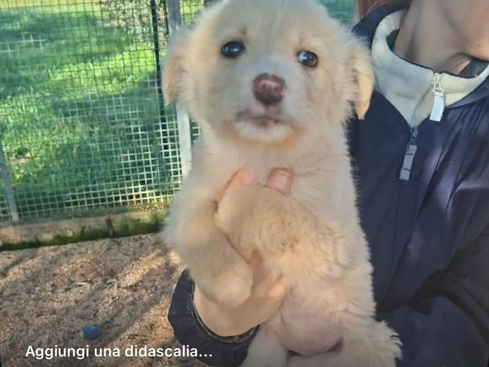 Adozione cane, femmina, Pastore tedesco Boxer, 11 mesi, taglia media, Taranto