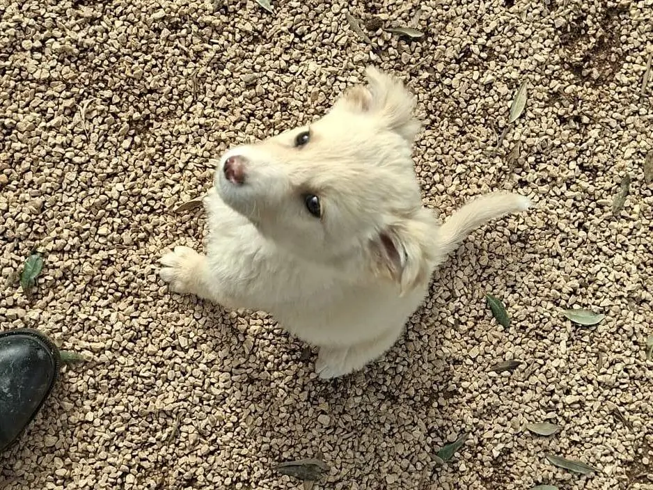 Adotta un cane, femmina, 11 mesi, Taranto
