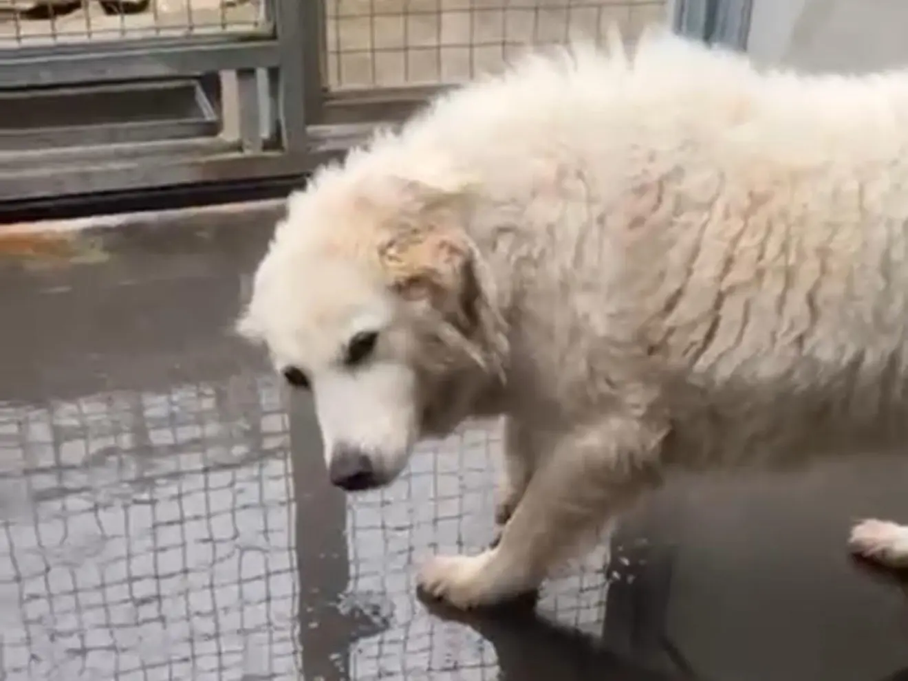 Adotta un cane, femmina, 6 anni, Latina