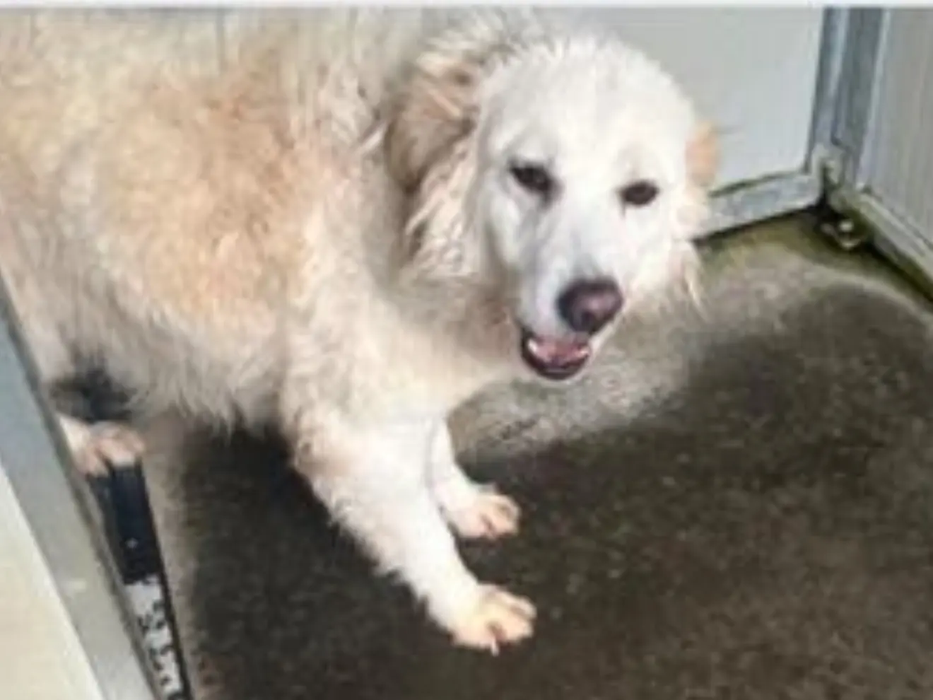 Adozione cane, femmina, Razza sconosciuta Razza sconosciuta, 6 anni, taglia grande, Latina