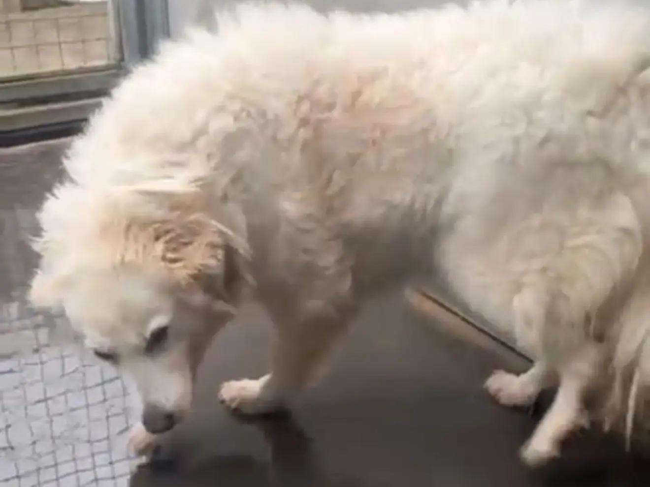 Adotta un cane, taglia grande, femmina, Latina