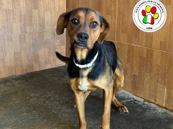 Adozione cane, maschio, Razza sconosciuta Razza sconosciuta, 3 anni e 6 mesi, taglia media contenuta, Milano