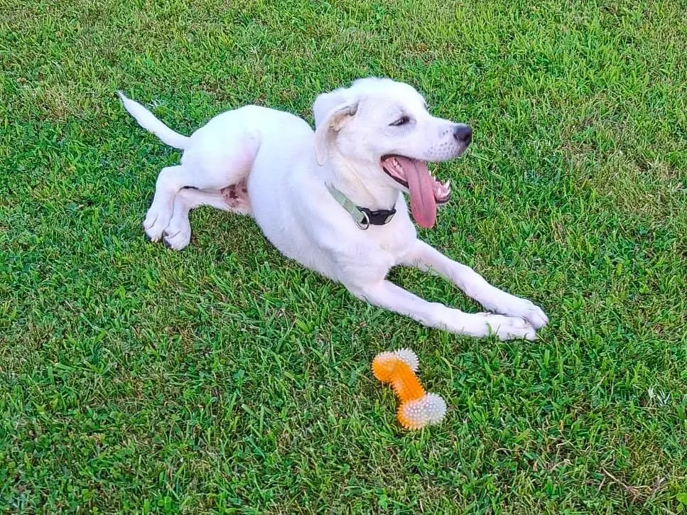 Vuoi adottare un cane a Crotone?