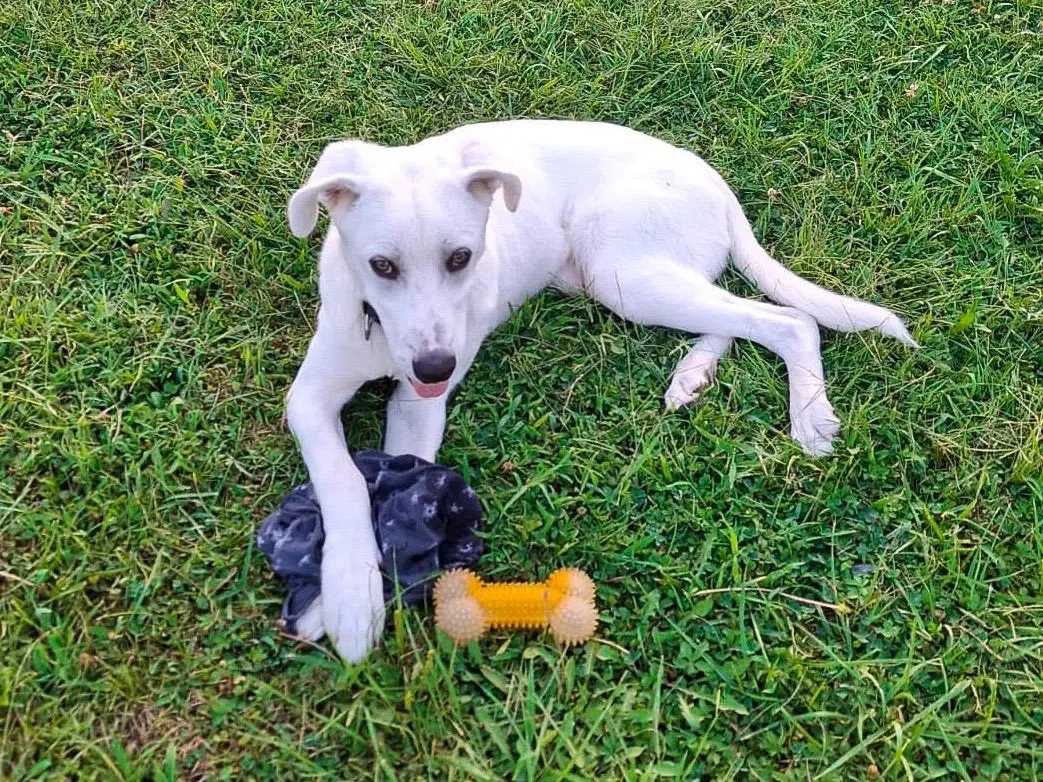 Adotta un cane, taglia media, maschio, Crotone