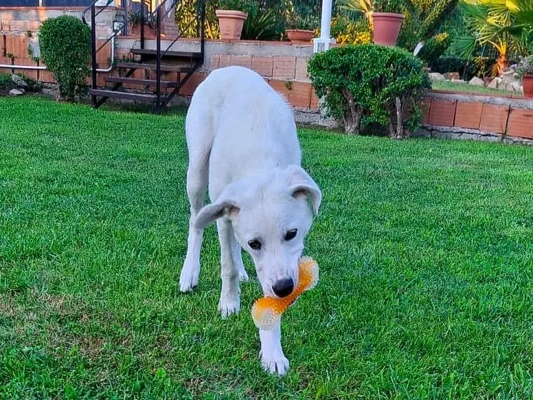 Adotta un cane, maschio, 9 mesi, Crotone