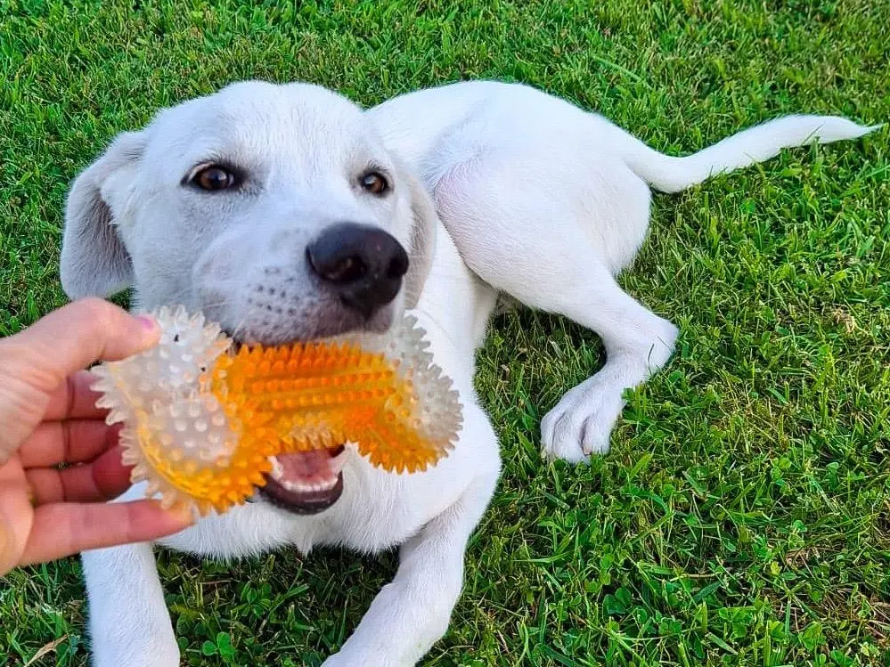 Adozione cane, maschio, Razza sconosciuta Razza sconosciuta, 9 mesi, taglia media, Crotone